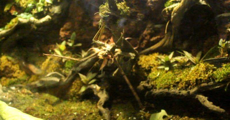 Popmama.com/Rayhan Fairuz